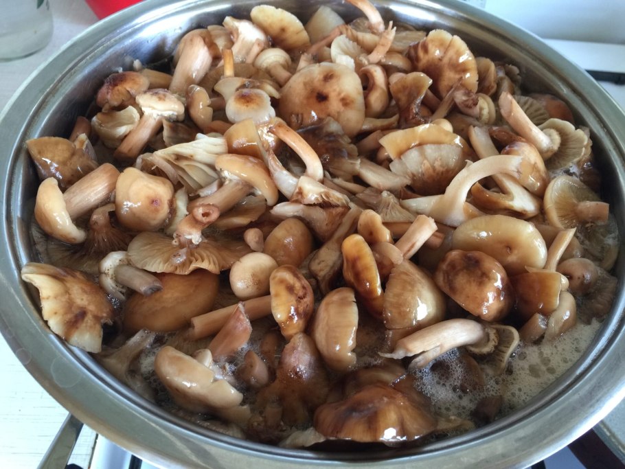 Опята после варки