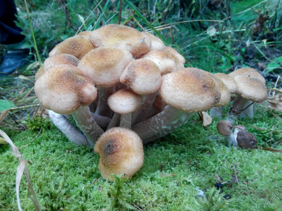 Опята грибы Красноярск