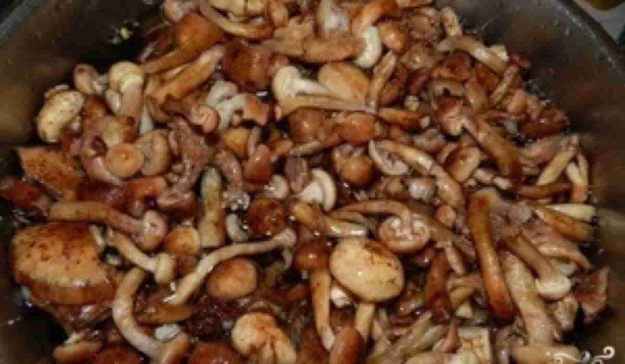 Лжеопята фото