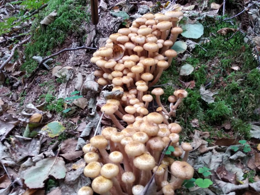 Плесень на грибах свежих