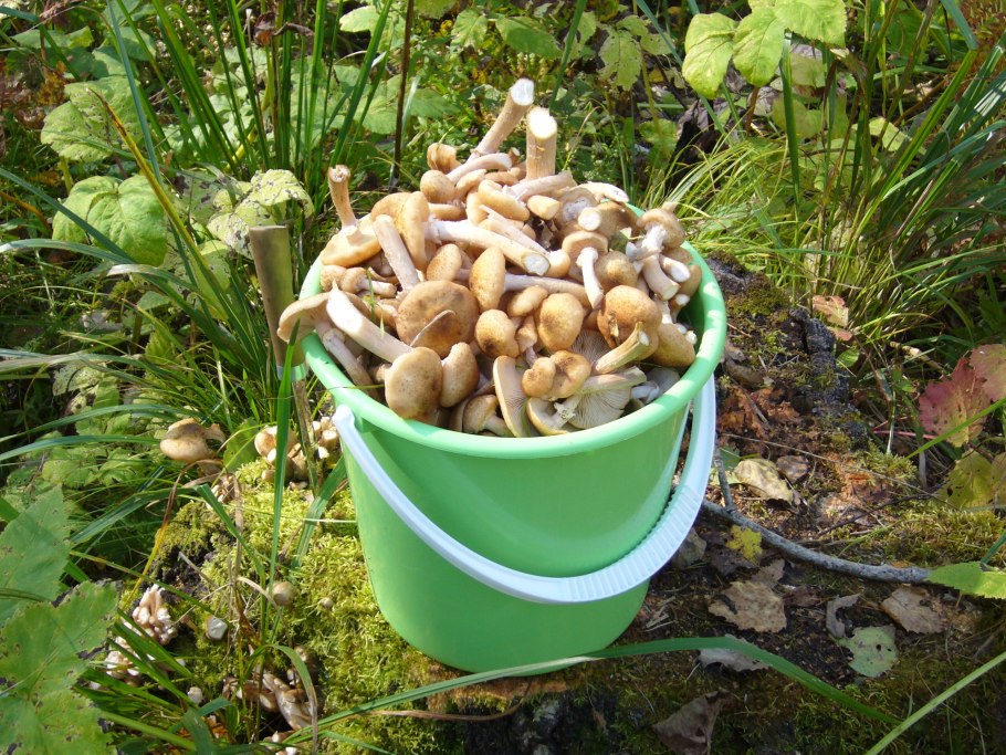 Грибы опята в ведре
