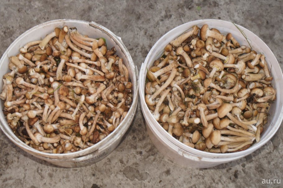 Ведерко опят