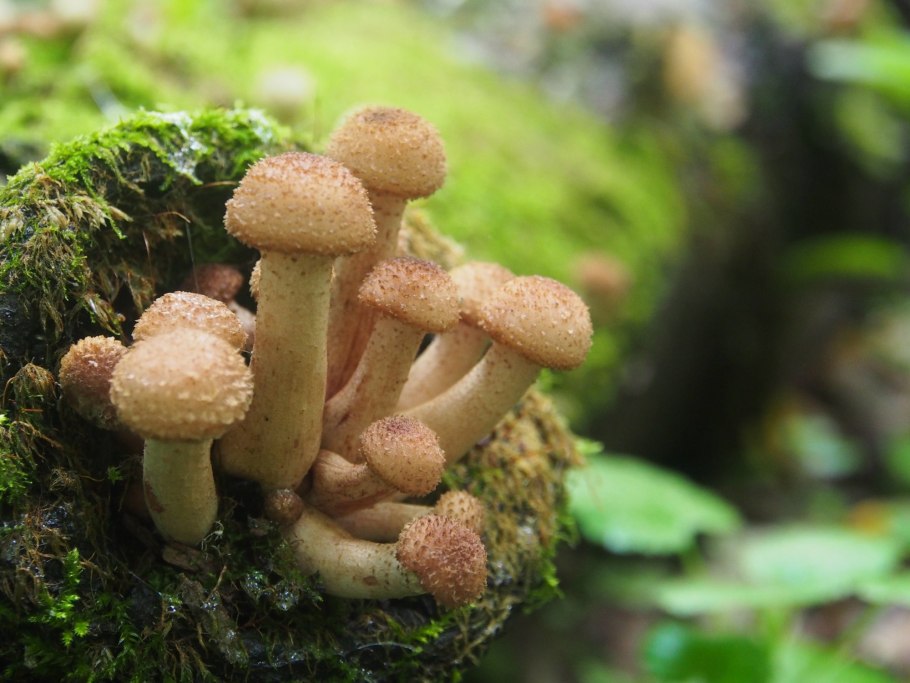 Волжанка осенняя грибы