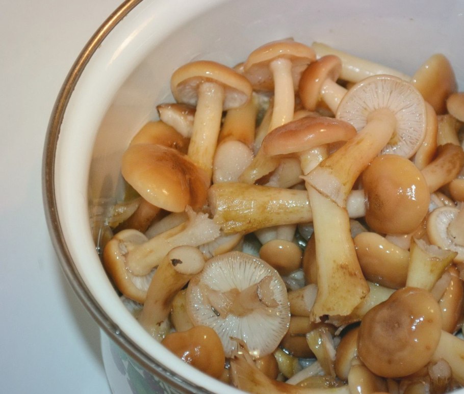 Опята сваренные