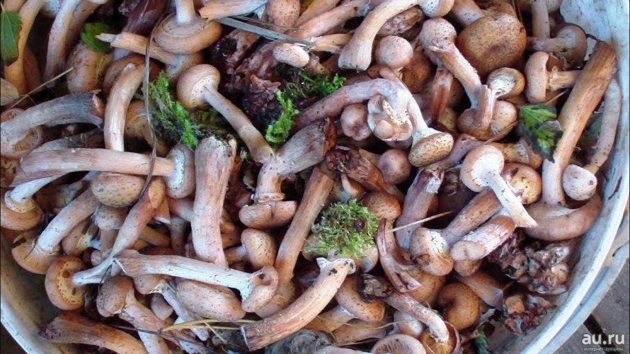 Опята свежие ~ 300г