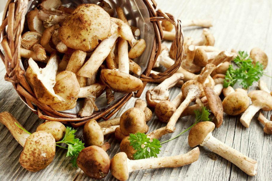 Грибы готовые