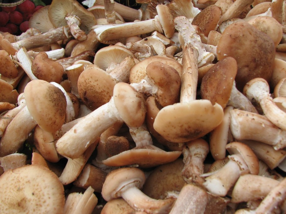 Опенок осенний Луговой