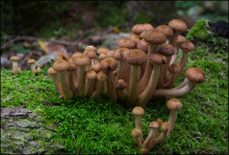 Опенок осенний микориза