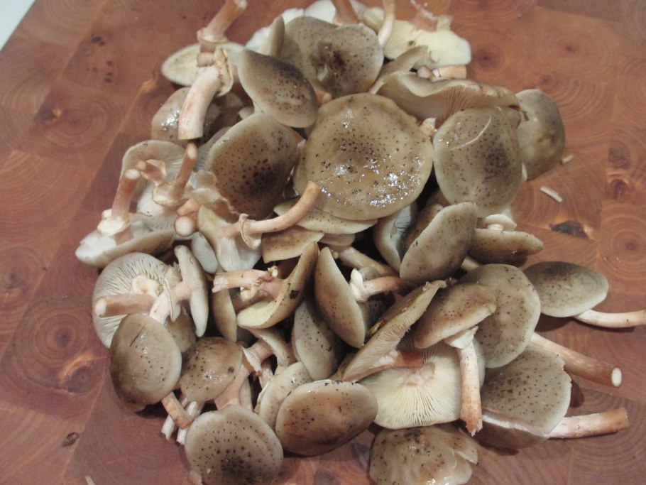 Опята в Подмосковье 2021