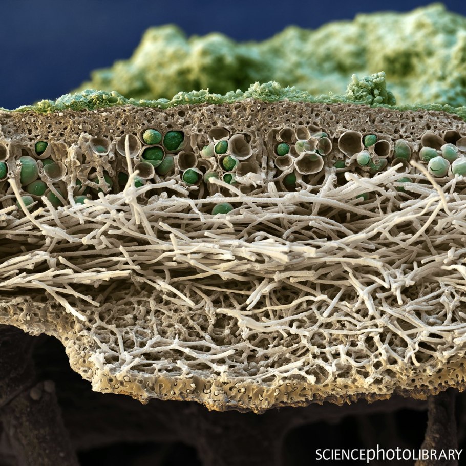 клетка гриба фото