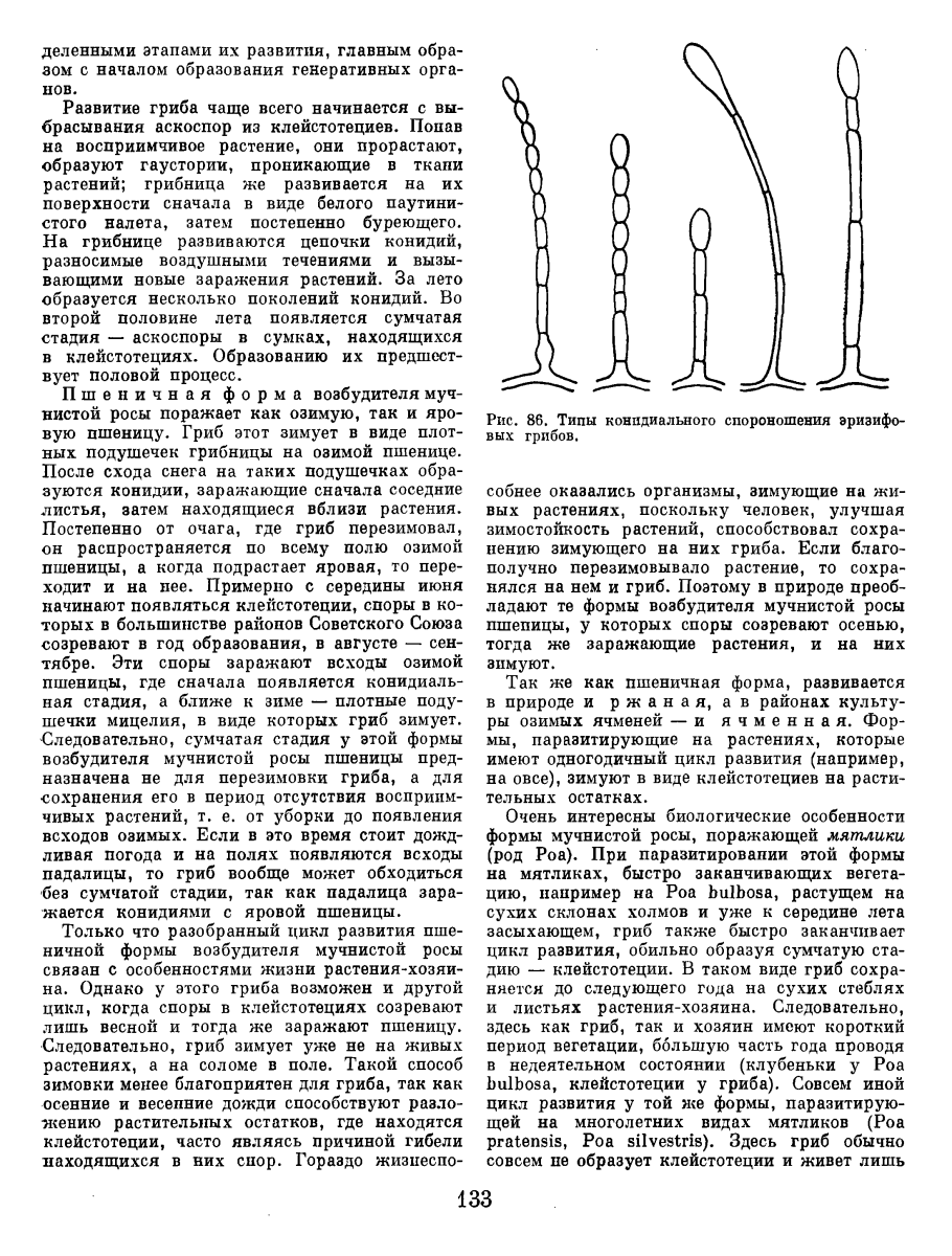 Возбудитель мучнистой росы. Типы конидиального спороношения. Типы конидиальных спороношений сумчатых грибов. Этапы развития гриба. Мучнистая роса пшеницы цикл развития.
