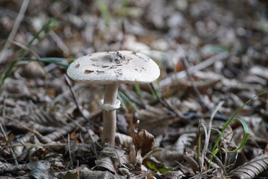 Грибы Toadstool