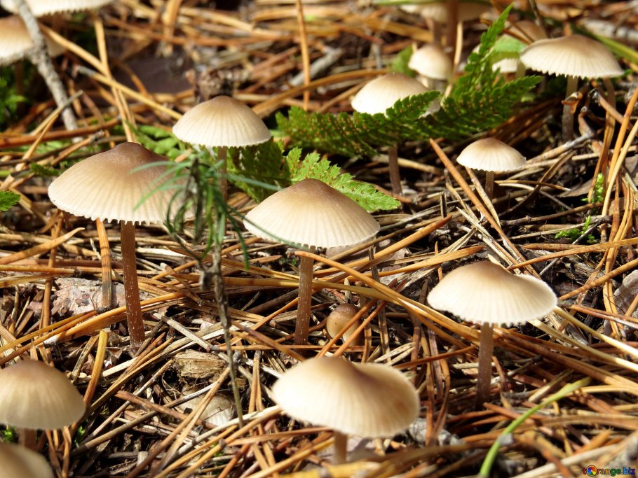 Форма шляпки бледной поганки