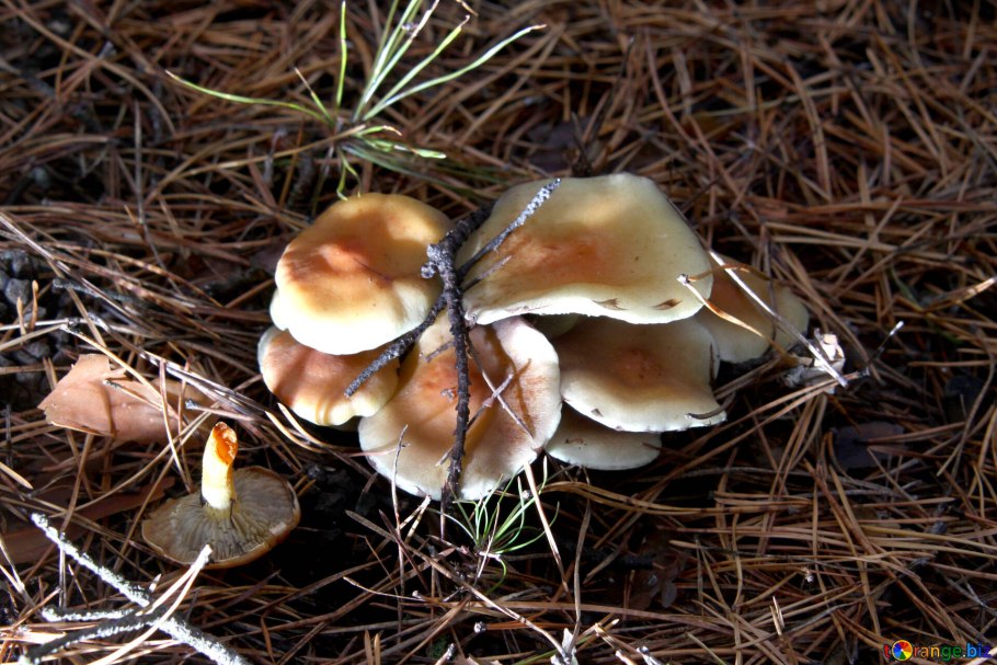 Базидиомицеты мухомор