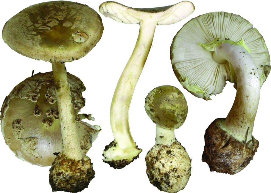 Гриб-зонтик (Parasol Mushroom) — южнее Валентайна;