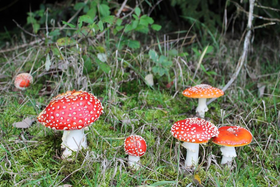 Опята и поганки