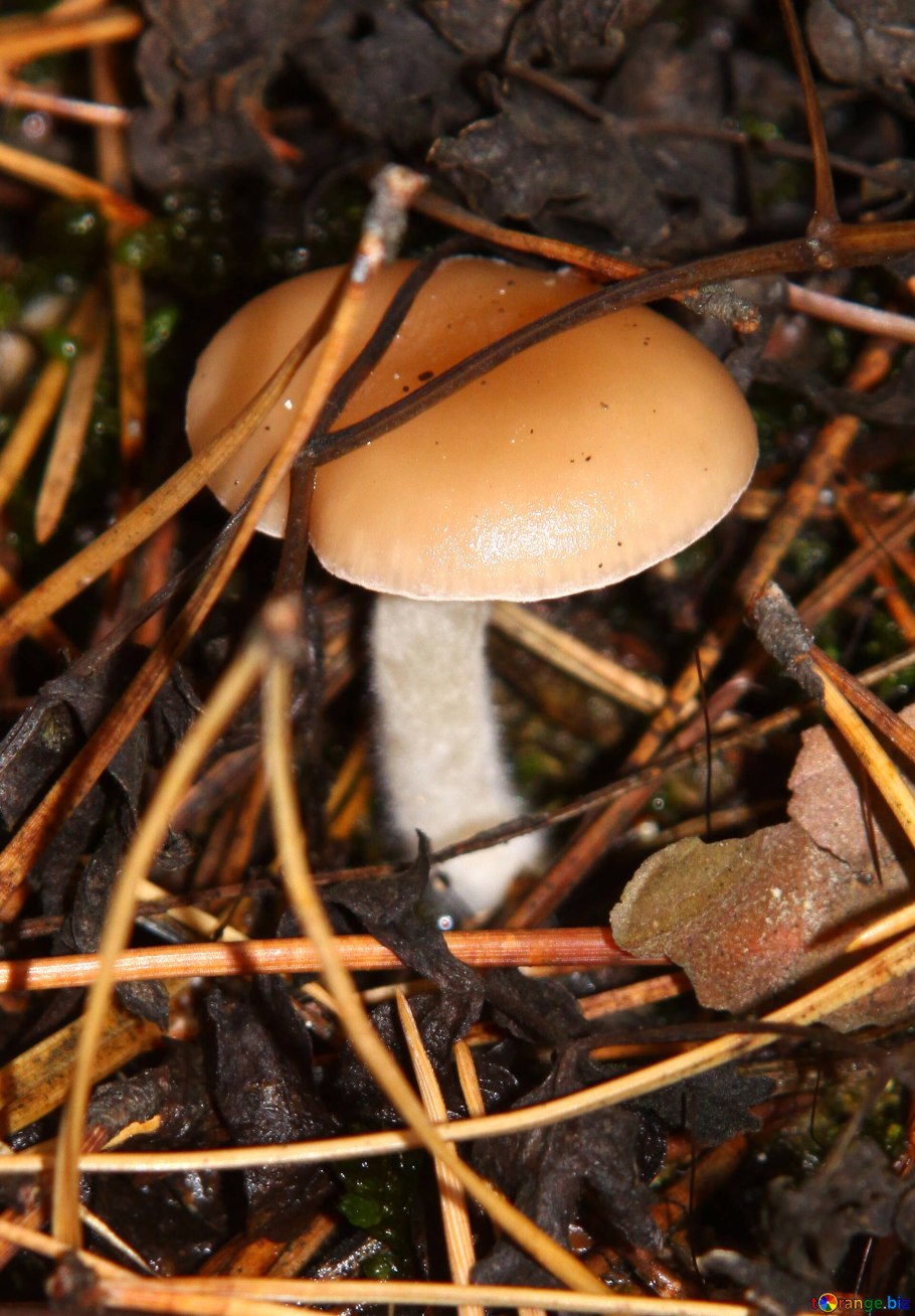 Маленький гриб новелла