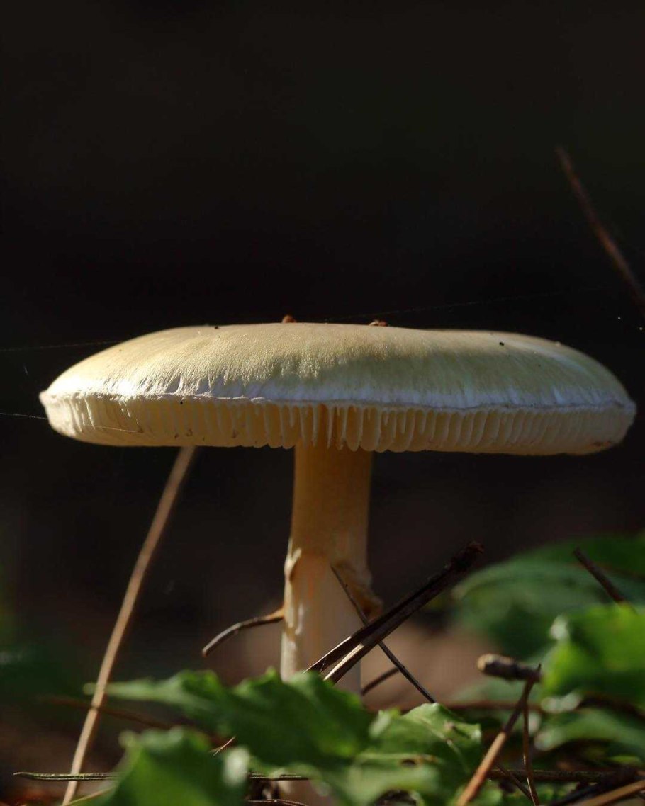 Гриб под шапкой красный