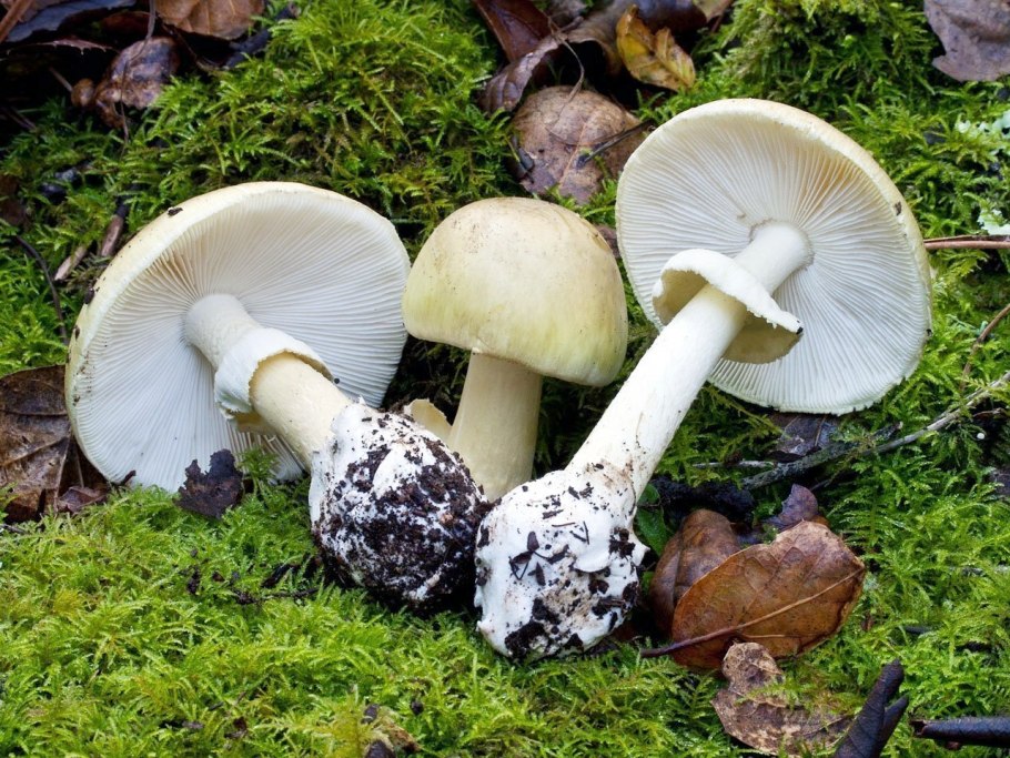 Бледная поганка