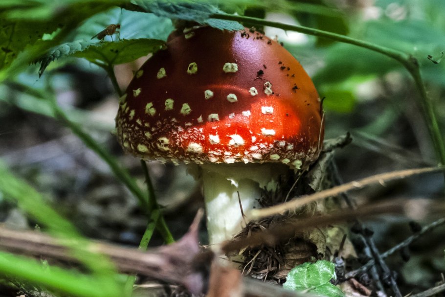 Poison Mushroom