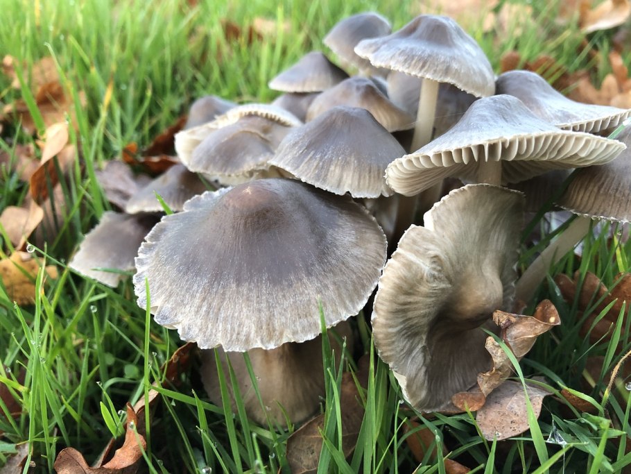 Белая поганка