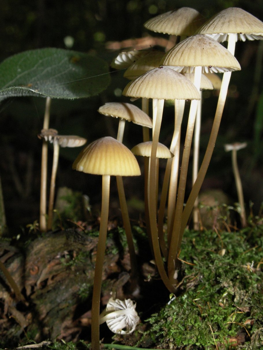 Coprinus comatus гриб