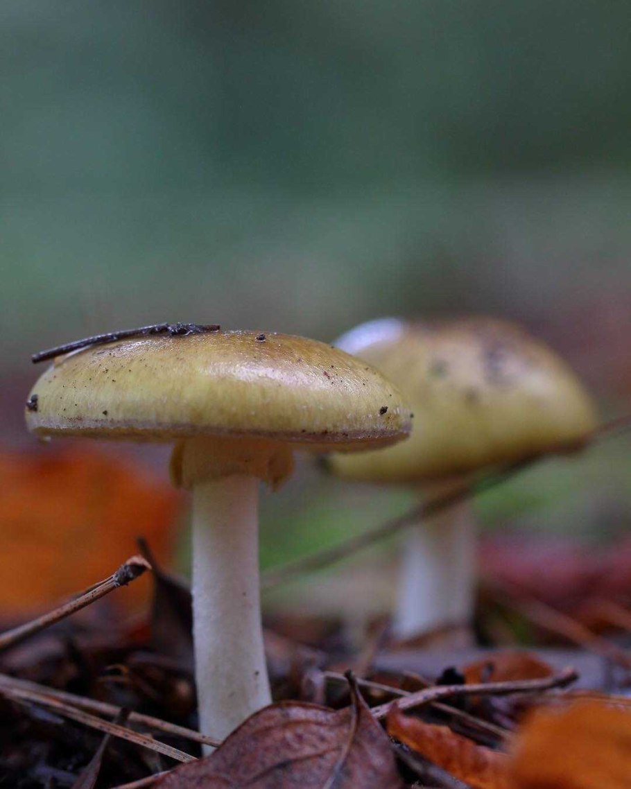 Грибы пластинчатые бледная поганка