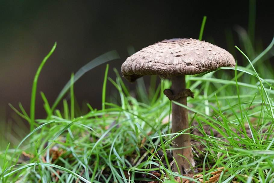 Поганка Луговая