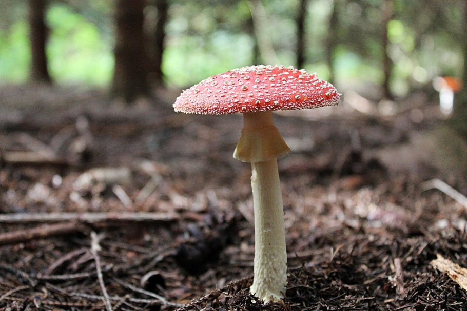 Мухомор гриб