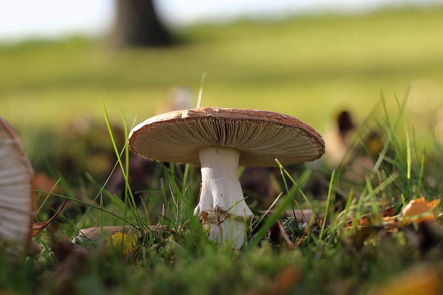 Смерть от бледной поганки