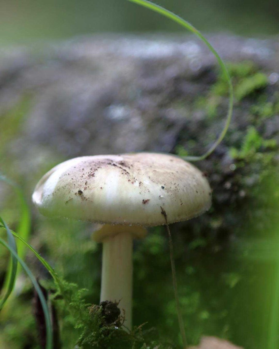 Бледная поганка