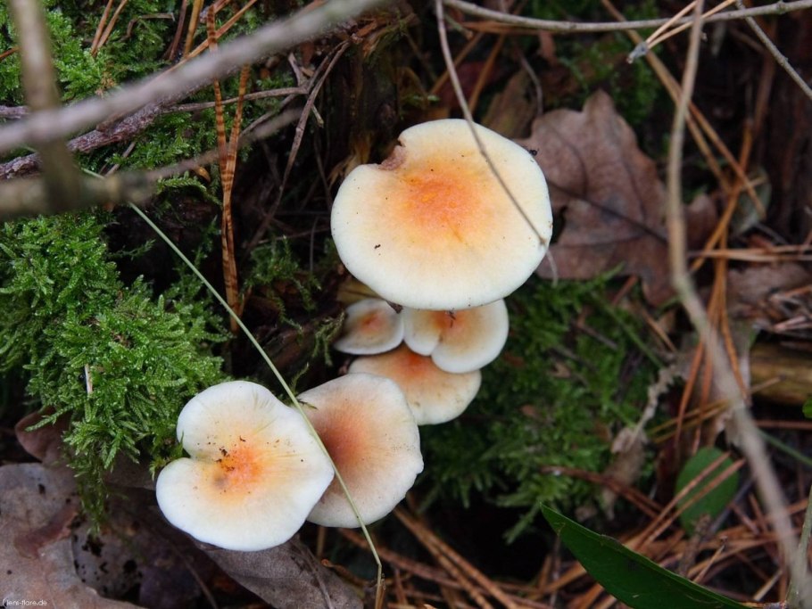 Мухомор поганковидный Вишневский