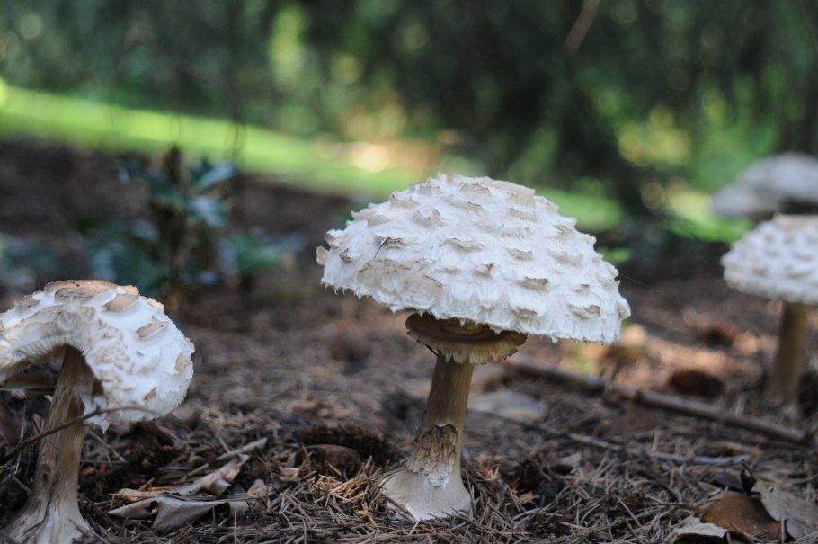 Гриб как мухомор только белый фото