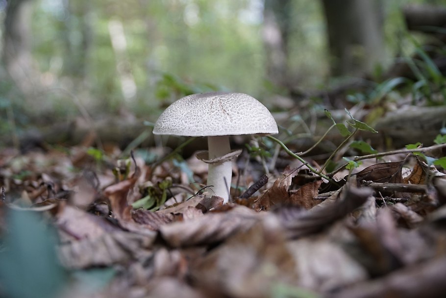 Гриб зонтик поганка