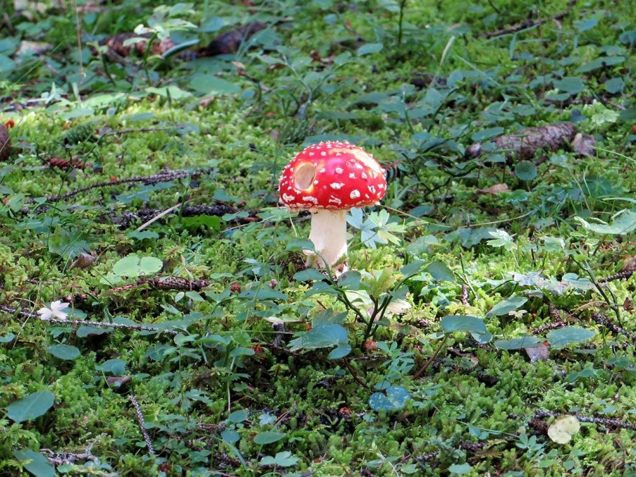 Поплавок белоснежный Amanita nivalis