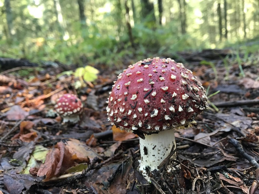 Мухомор красный