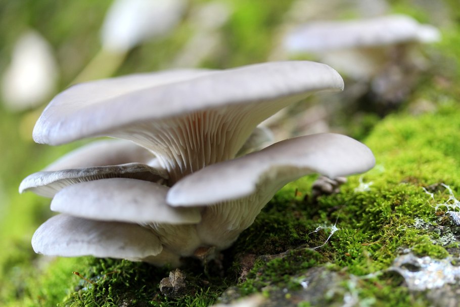 Вешенка (pleurotus ostreatus)