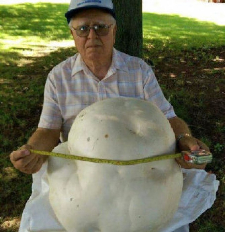 Дождевик ГОЛОВАЧ гигантский