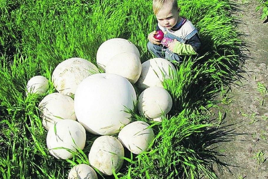 Дождевик ГОЛОВАЧ гигантский