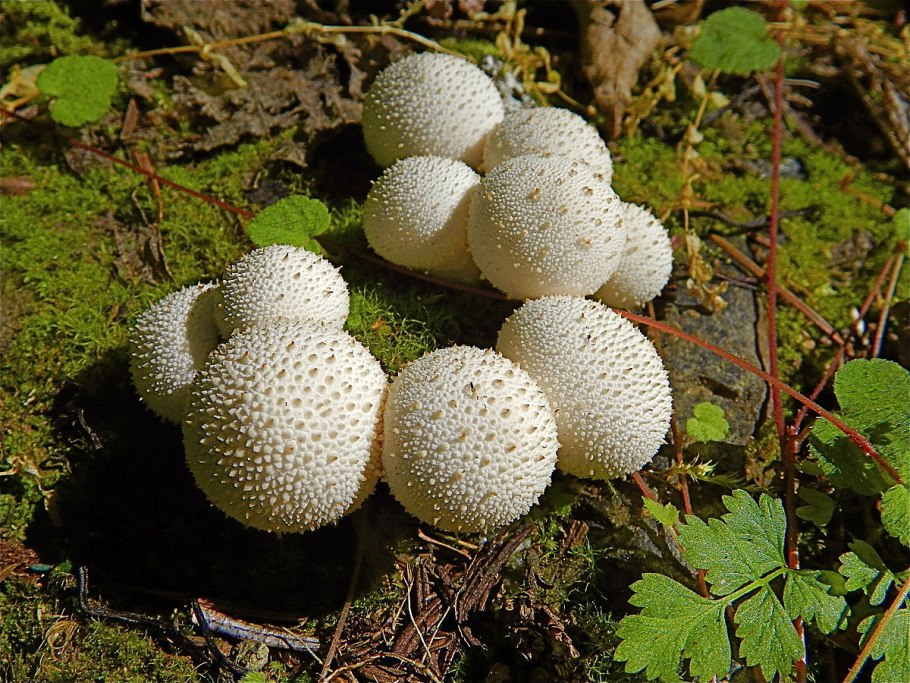 Гриб Calvatia gigantea