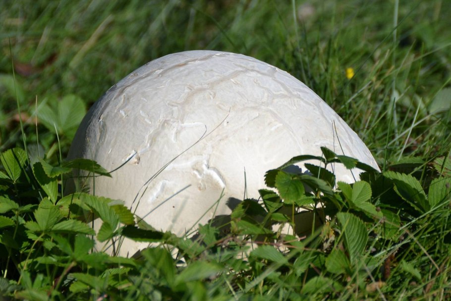 Гриб Calvatia gigantea