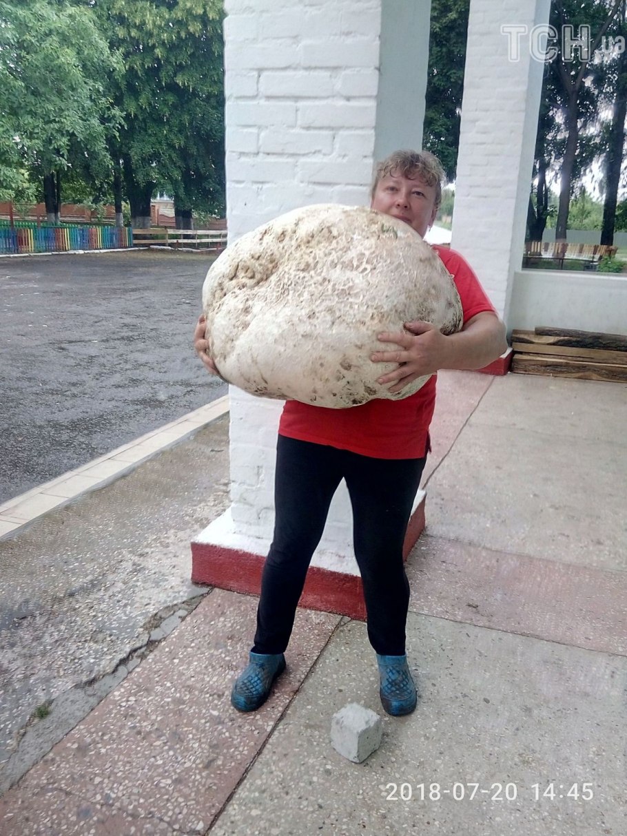 Дождевик ГОЛОВАЧ гигантский