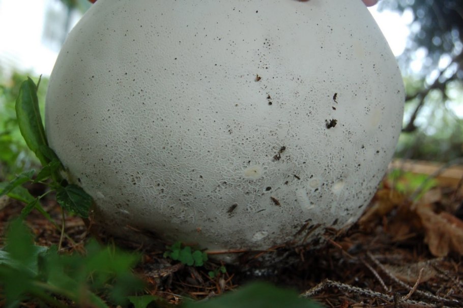 ГОЛОВАЧ продолговатый Lycoperdon excipuliforme