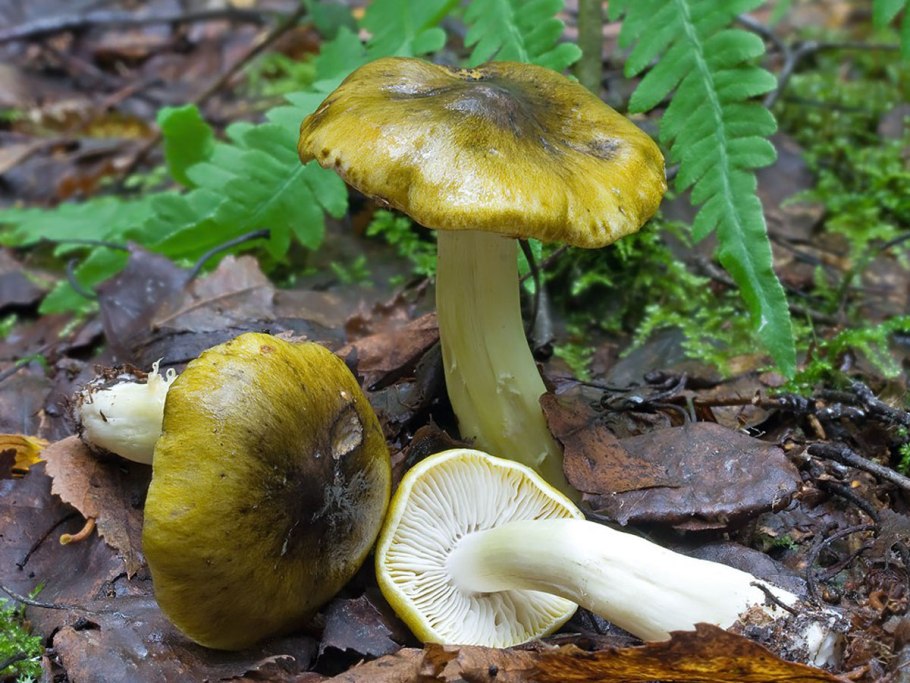 Рядовка серная Tricholoma Sulphureum