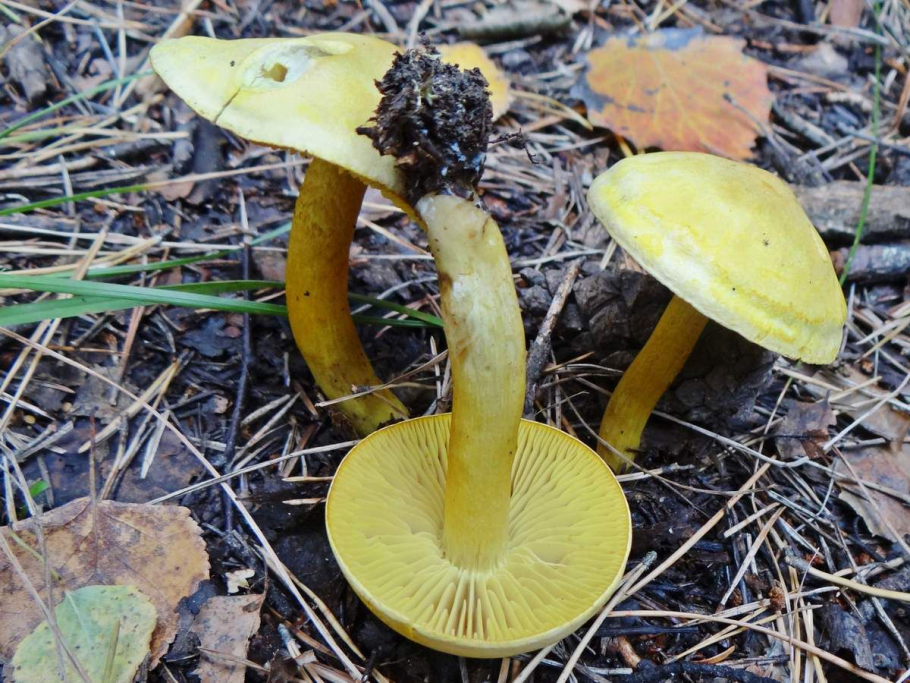 Рядовка желто-красная Tricholomopsis rutilans