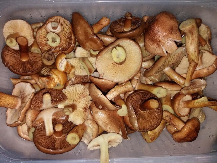 Рядовки Башкирии