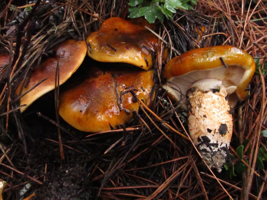 Рядовка серая Tricholoma portentosum.