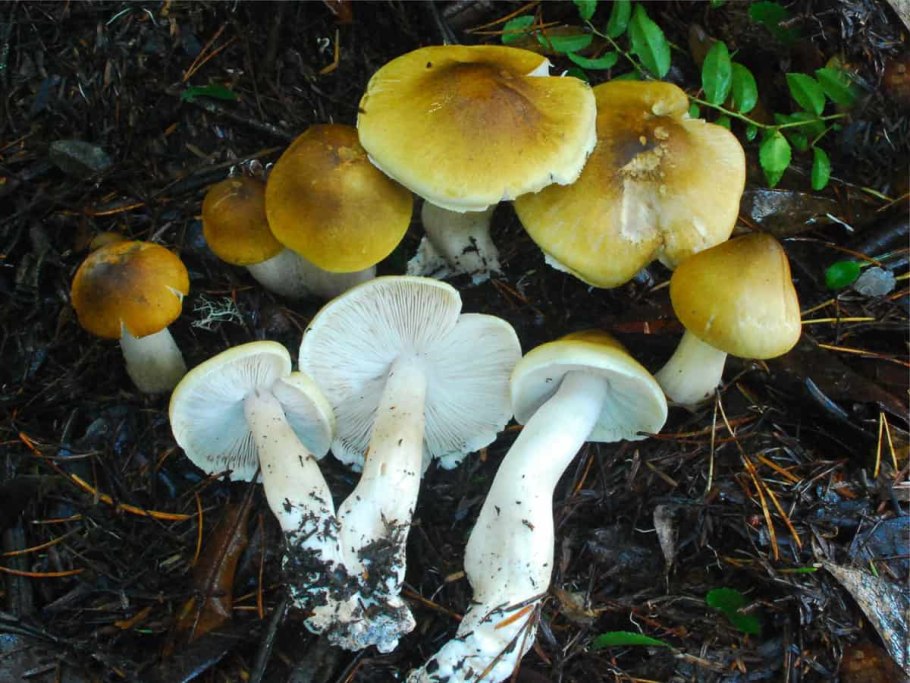 Рядовка буро-желтая Tricholoma fulvum
