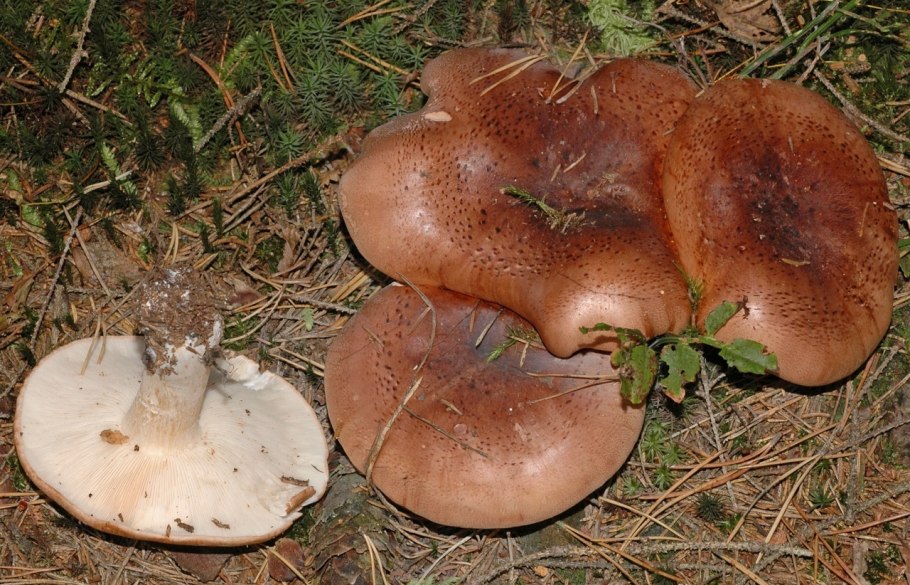 Рядовка мыльная Tricholoma saponaceum