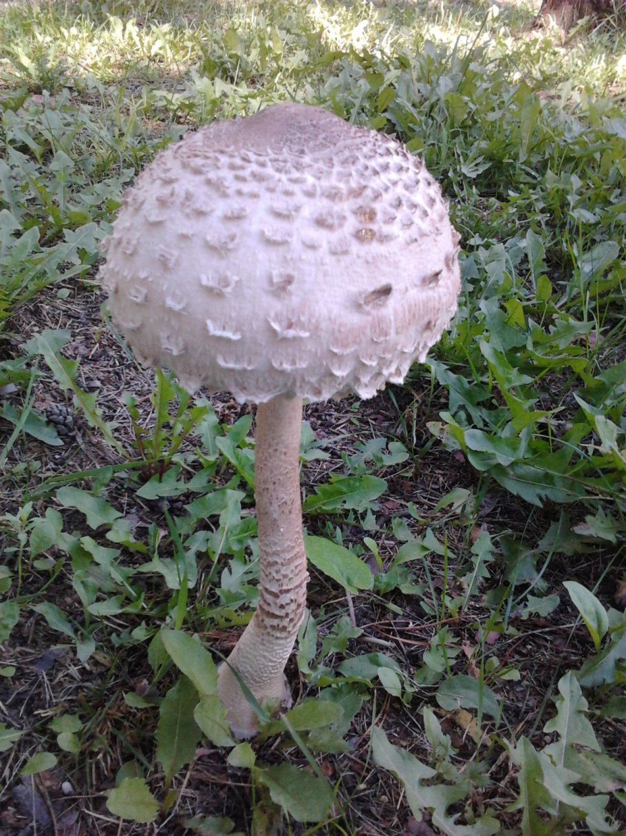 Гриб-зонтик пёстрый